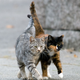 Illustration for article titled Cat Overlords Try to Invade Indiana Walmart